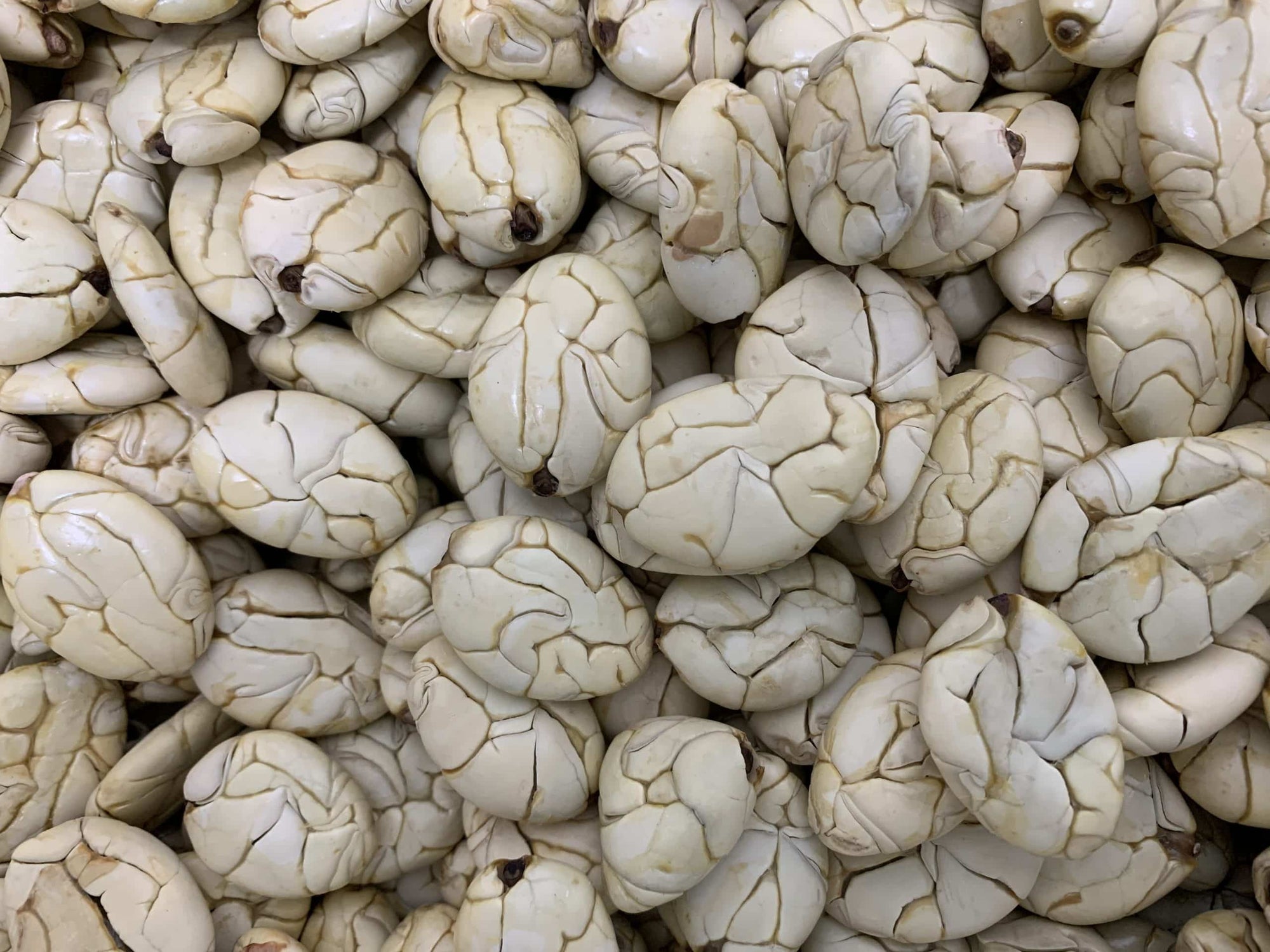 Jaguar (white) cacao beans